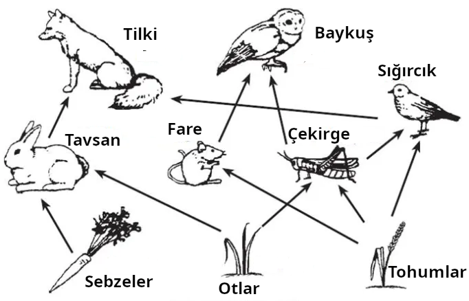 Canlılarda besin ağı